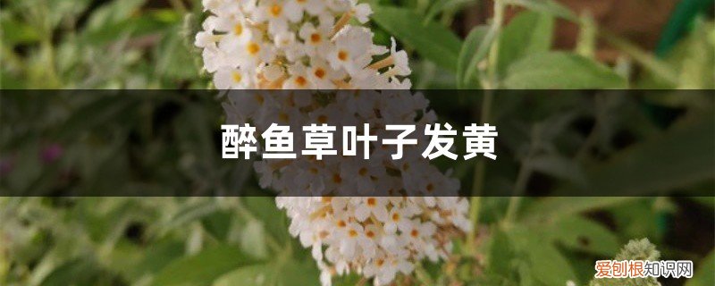 鱼腥草黄叶是什么原因造成的? 醉鱼草黄叶的原因和处理办法