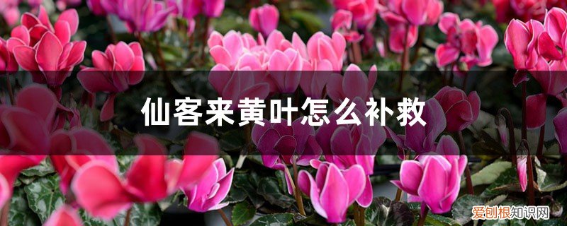 仙客来黄叶怎么处理 仙客来黄叶的原因和处理办法