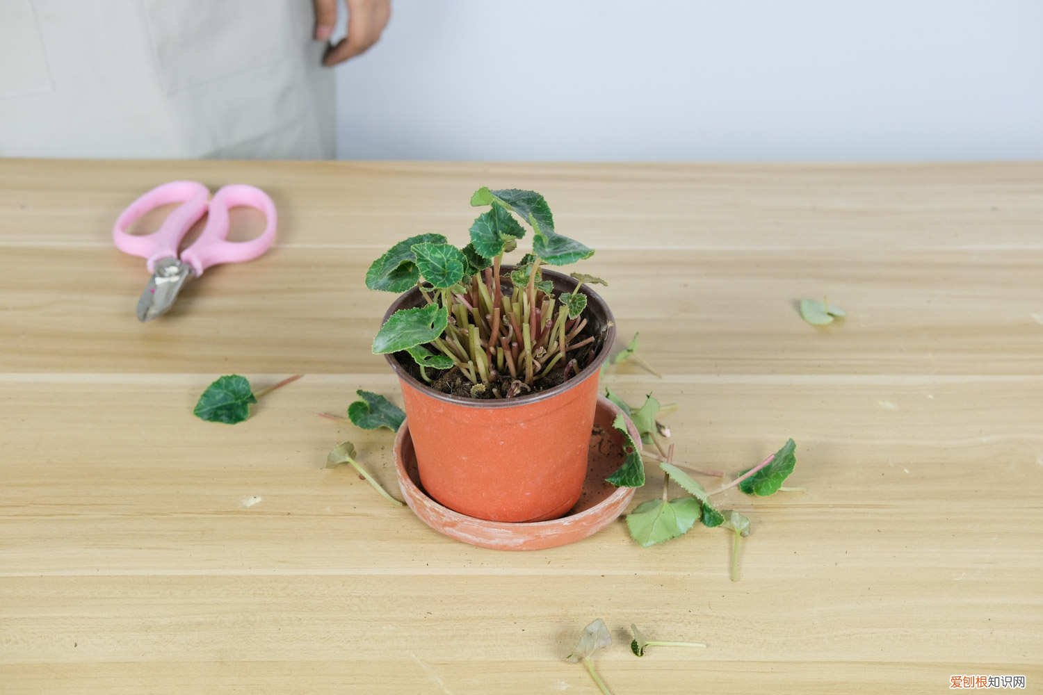 仙客来黄叶怎么处理 仙客来黄叶的原因和处理办法