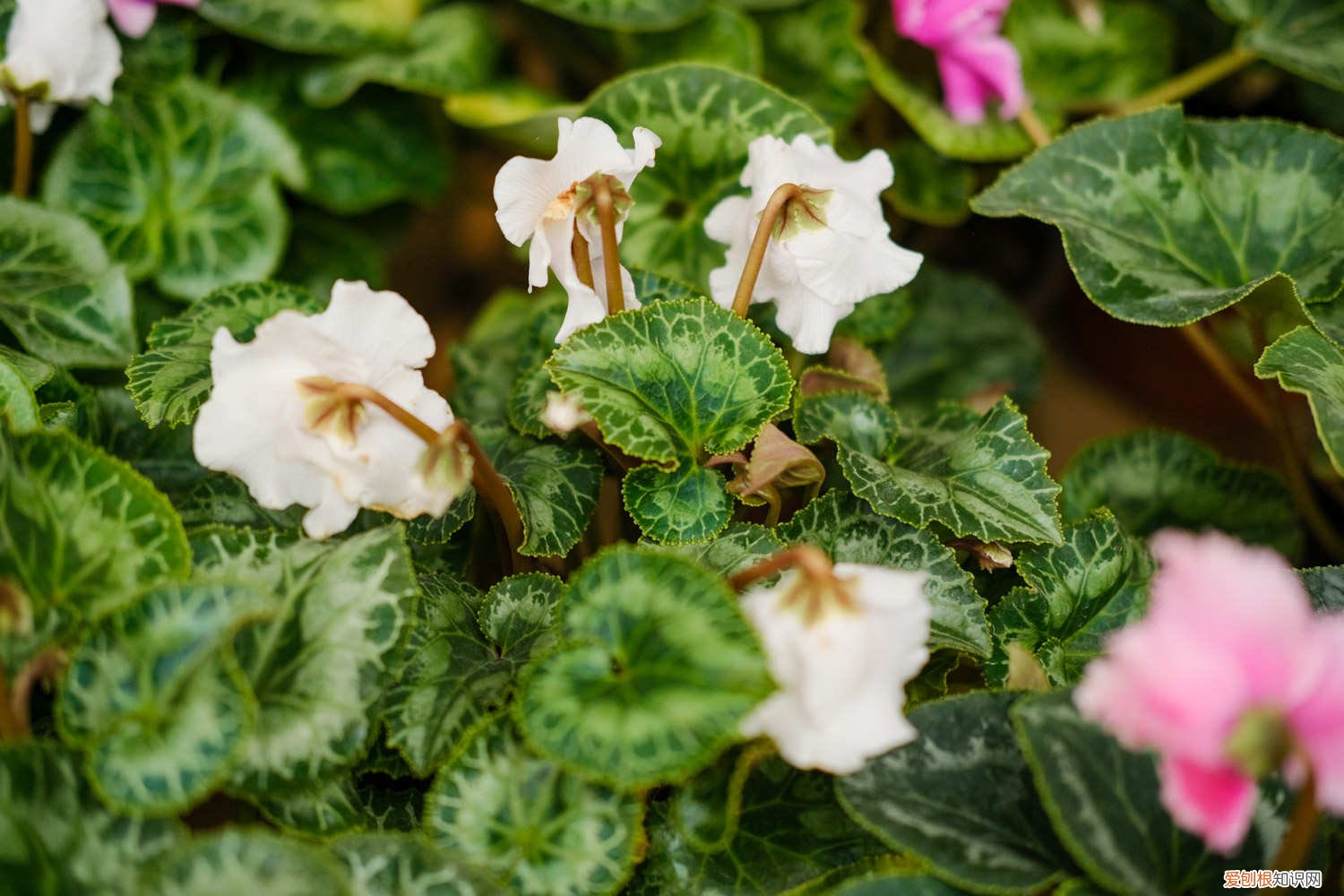 仙客来黄叶怎么处理 仙客来黄叶的原因和处理办法