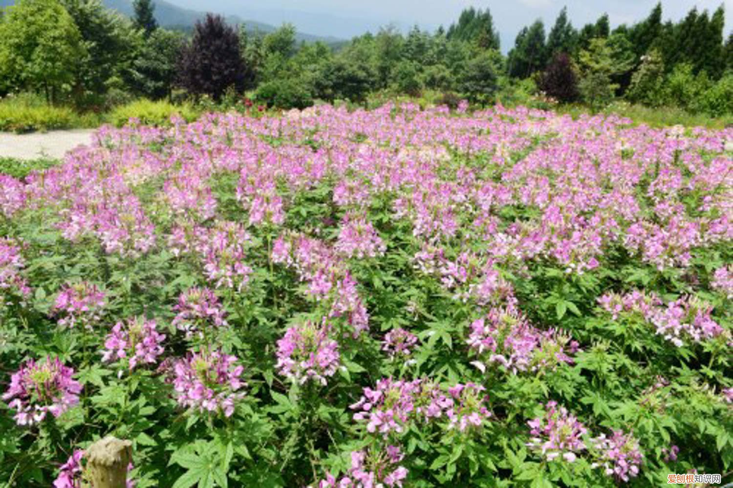 醉蝶花黄叶的原因和处理办法 醉蝶花黄叶的原因和处理办法