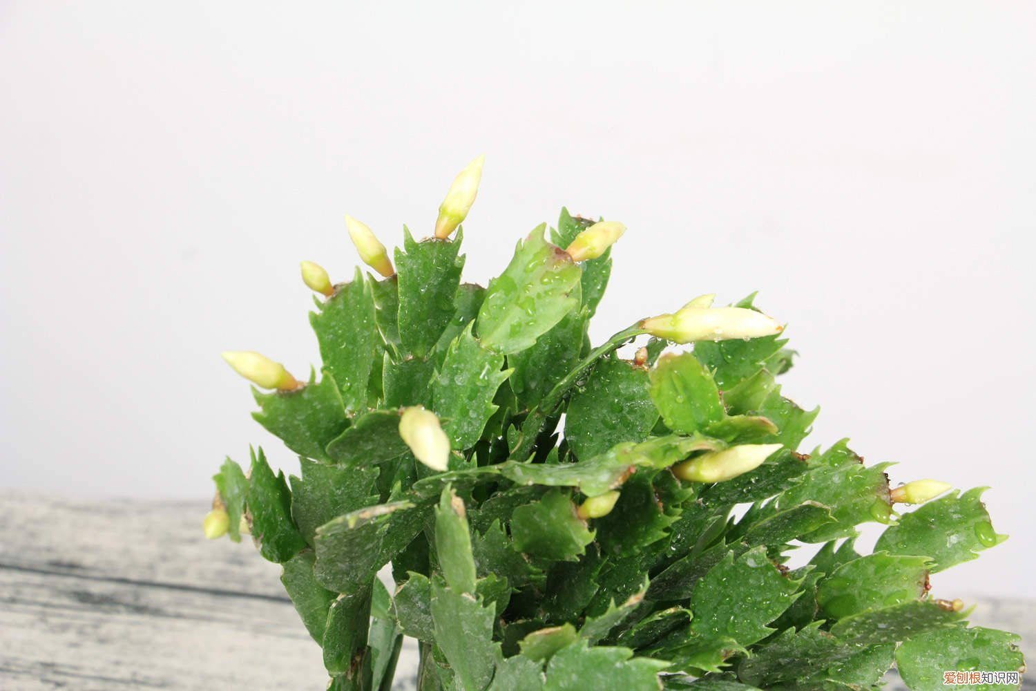 蟹爪兰发黄掉叶怎么办 蟹爪兰黄叶的原因和处理办法