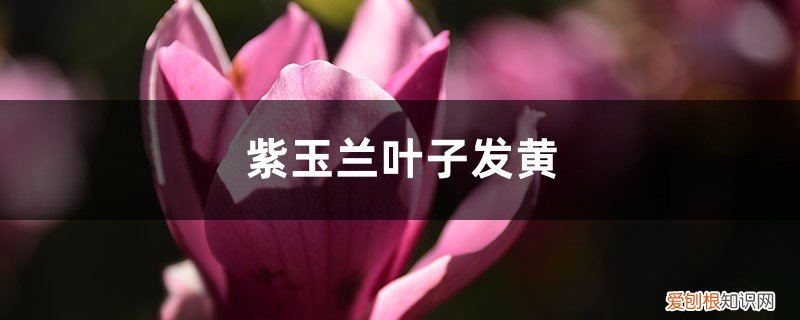 紫玉兰叶子发黄叶子枯萎落叶用什么药治疗 紫玉兰黄叶的原因和处理办法