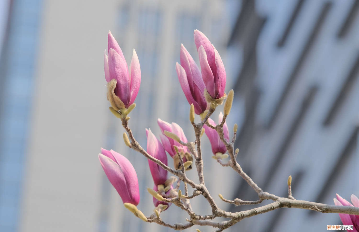 紫玉兰叶子发黄叶子枯萎落叶用什么药治疗 紫玉兰黄叶的原因和处理办法