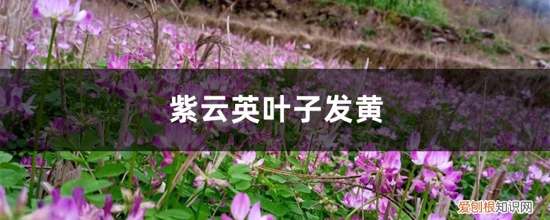 云松叶黄的处理方法 紫云英黄叶的原因和处理办法