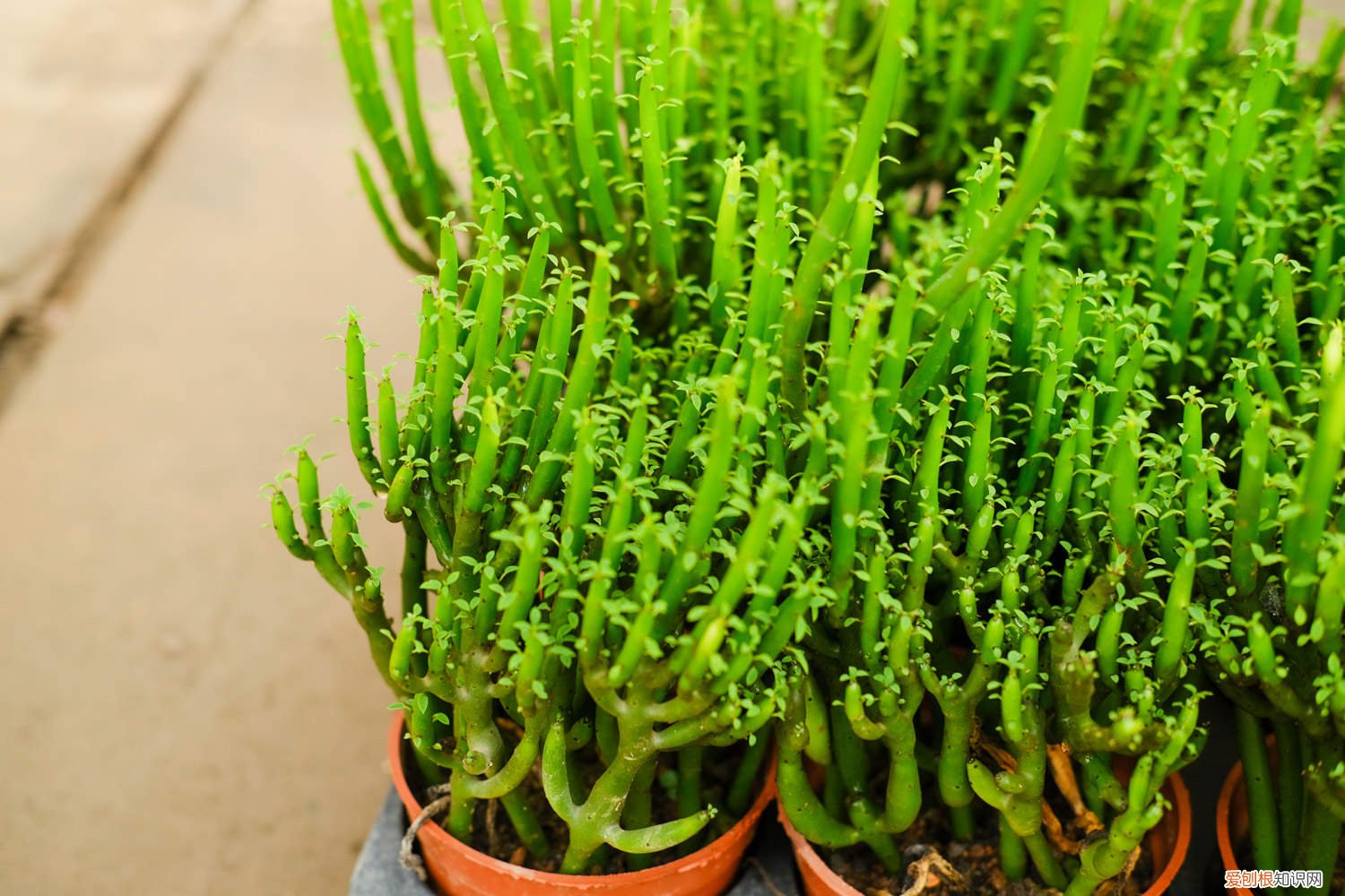 光棍树如何浇水和养殖方法 光棍树可以水养吗，怎么转为水养