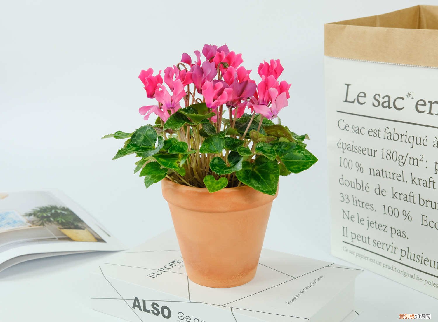 开花的仙客来为何叶子黄了 仙客来开花期注意事项，开花的时候叶子黄了怎么办