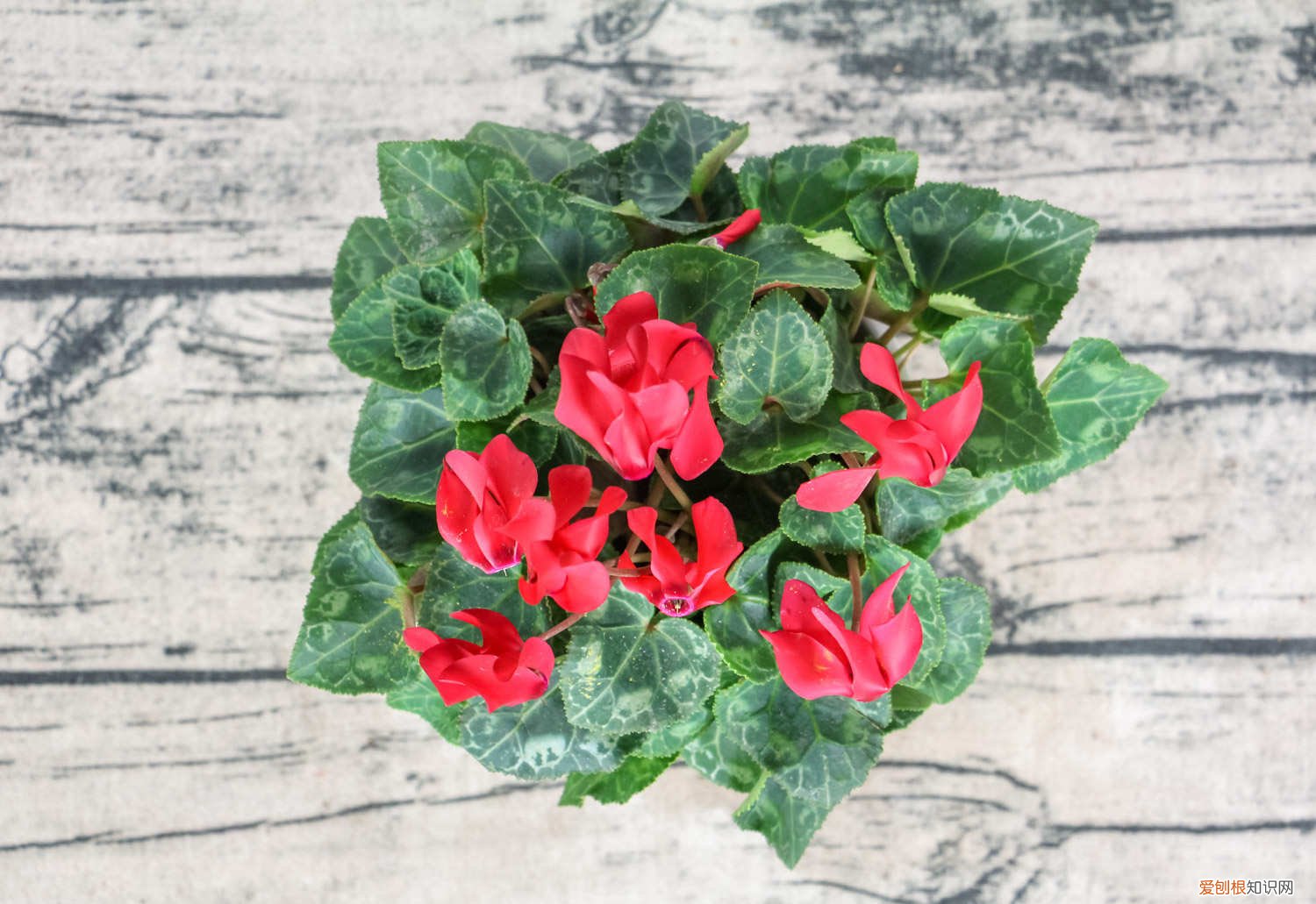 开花的仙客来为何叶子黄了 仙客来开花期注意事项，开花的时候叶子黄了怎么办