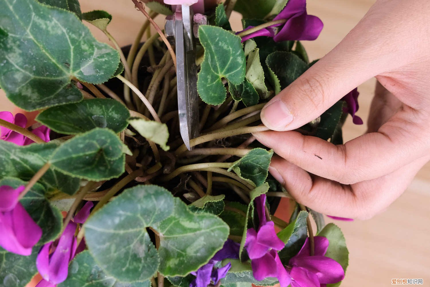 开花的仙客来为何叶子黄了 仙客来开花期注意事项，开花的时候叶子黄了怎么办