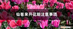 开花的仙客来为何叶子黄了 仙客来开花期注意事项，开花的时候叶子黄了怎么办