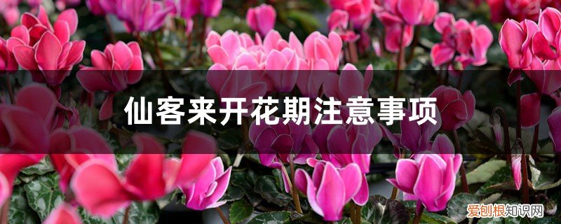 开花的仙客来为何叶子黄了 仙客来开花期注意事项，开花的时候叶子黄了怎么办