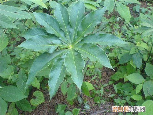 七叶一枝花图片赏析 七叶一枝花的作用与功效