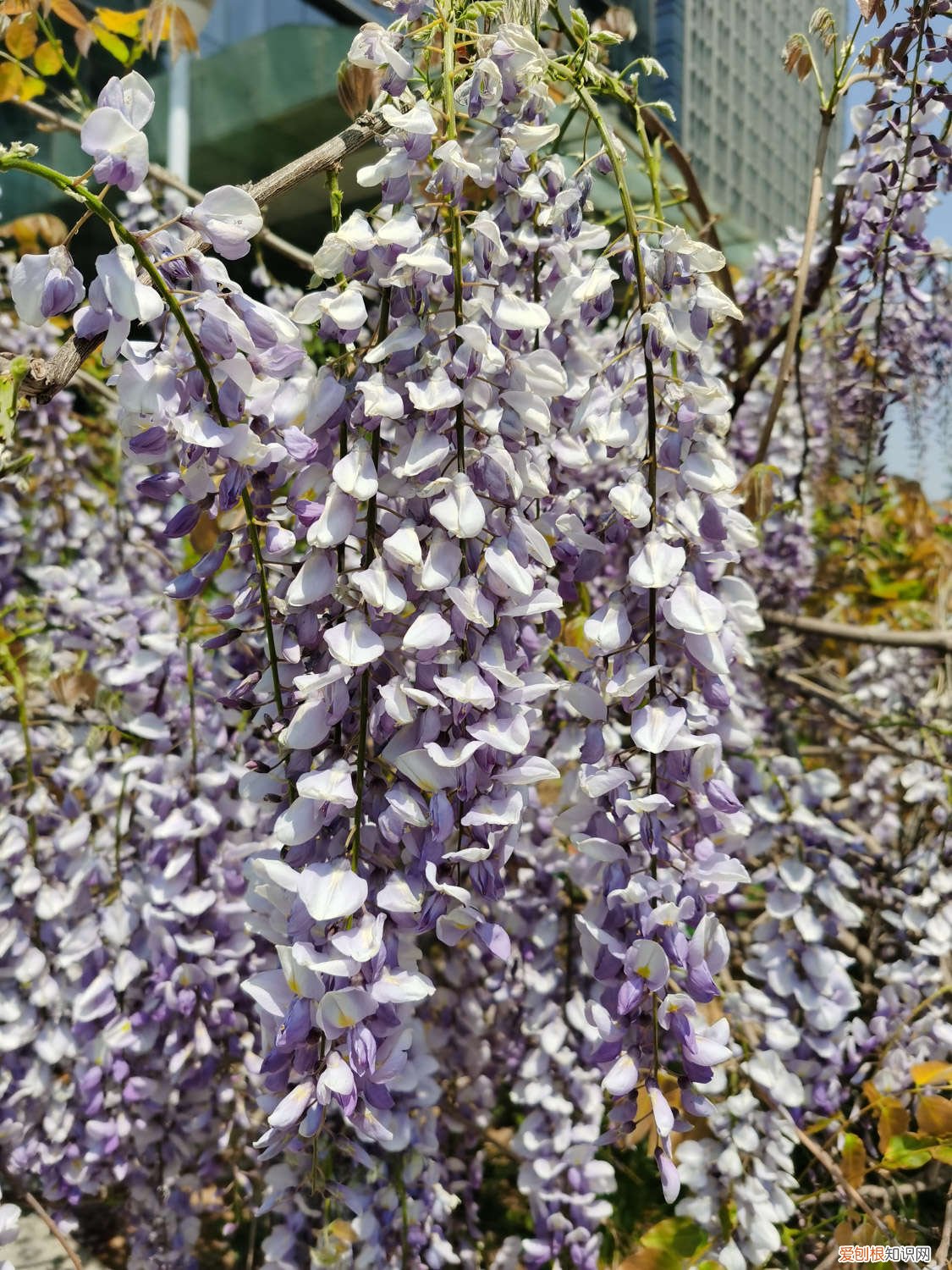 紫藤黄叶的原因和处理办法视频 紫藤黄叶的原因和处理办法