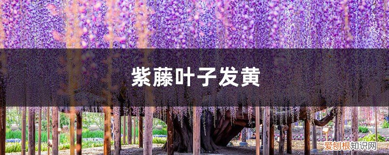 紫藤黄叶的原因和处理办法视频 紫藤黄叶的原因和处理办法