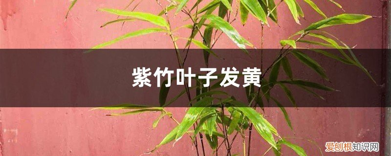 紫竹黄叶怎么回事 紫竹黄叶的原因和处理办法