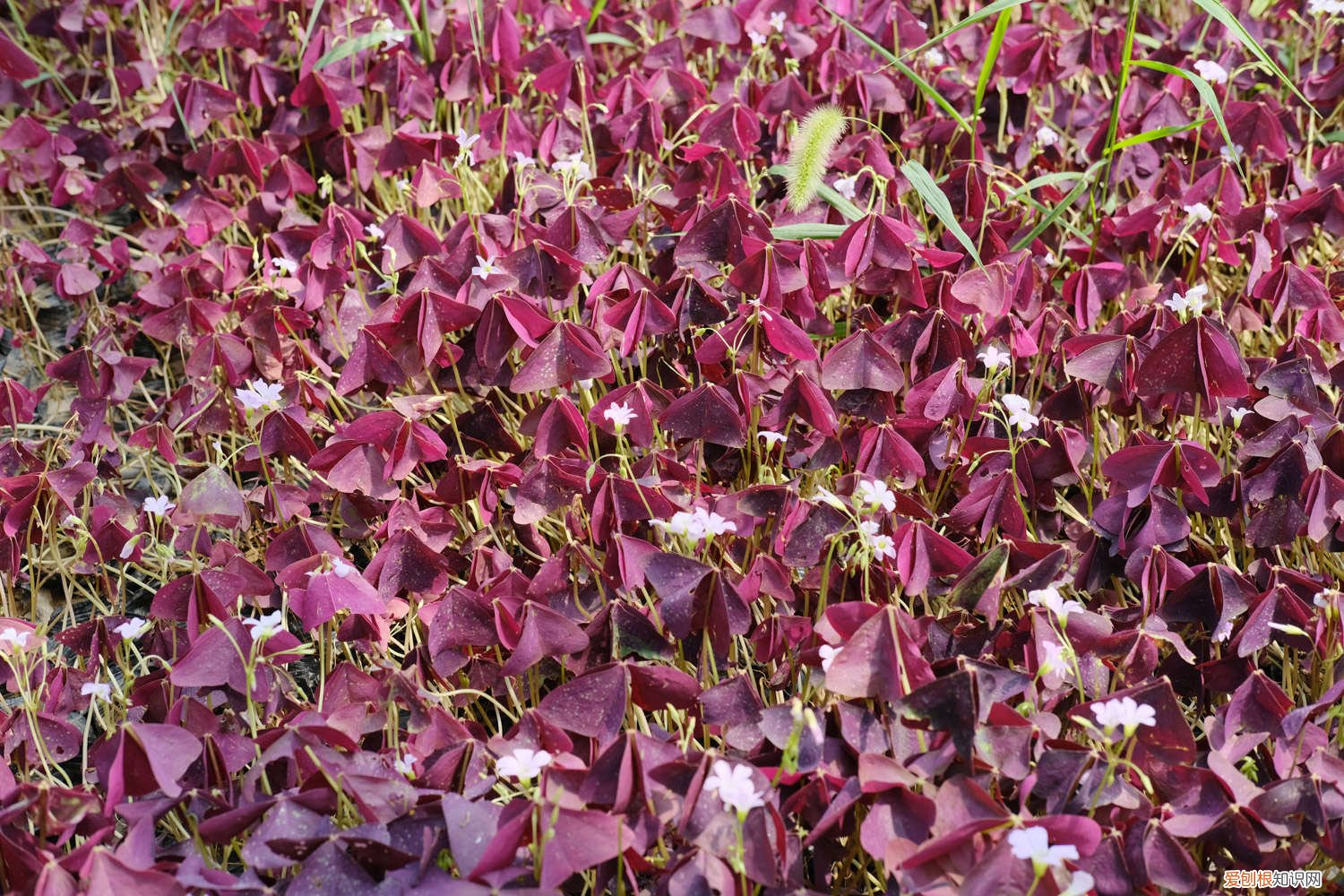 酢浆草叶片发黄怎么回事 紫叶酢浆草黄叶的原因和处理办法