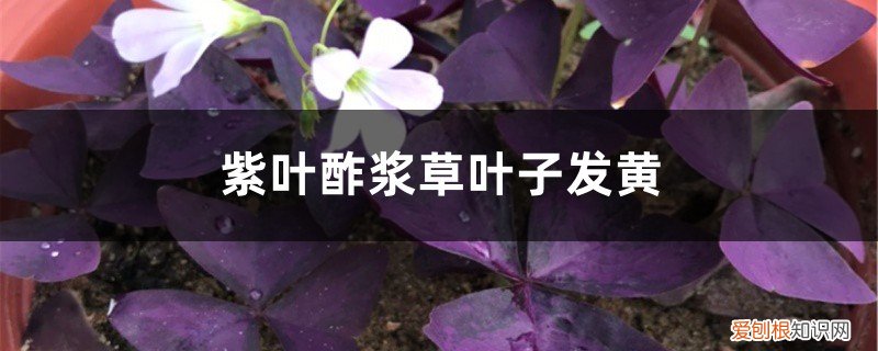 酢浆草叶片发黄怎么回事 紫叶酢浆草黄叶的原因和处理办法