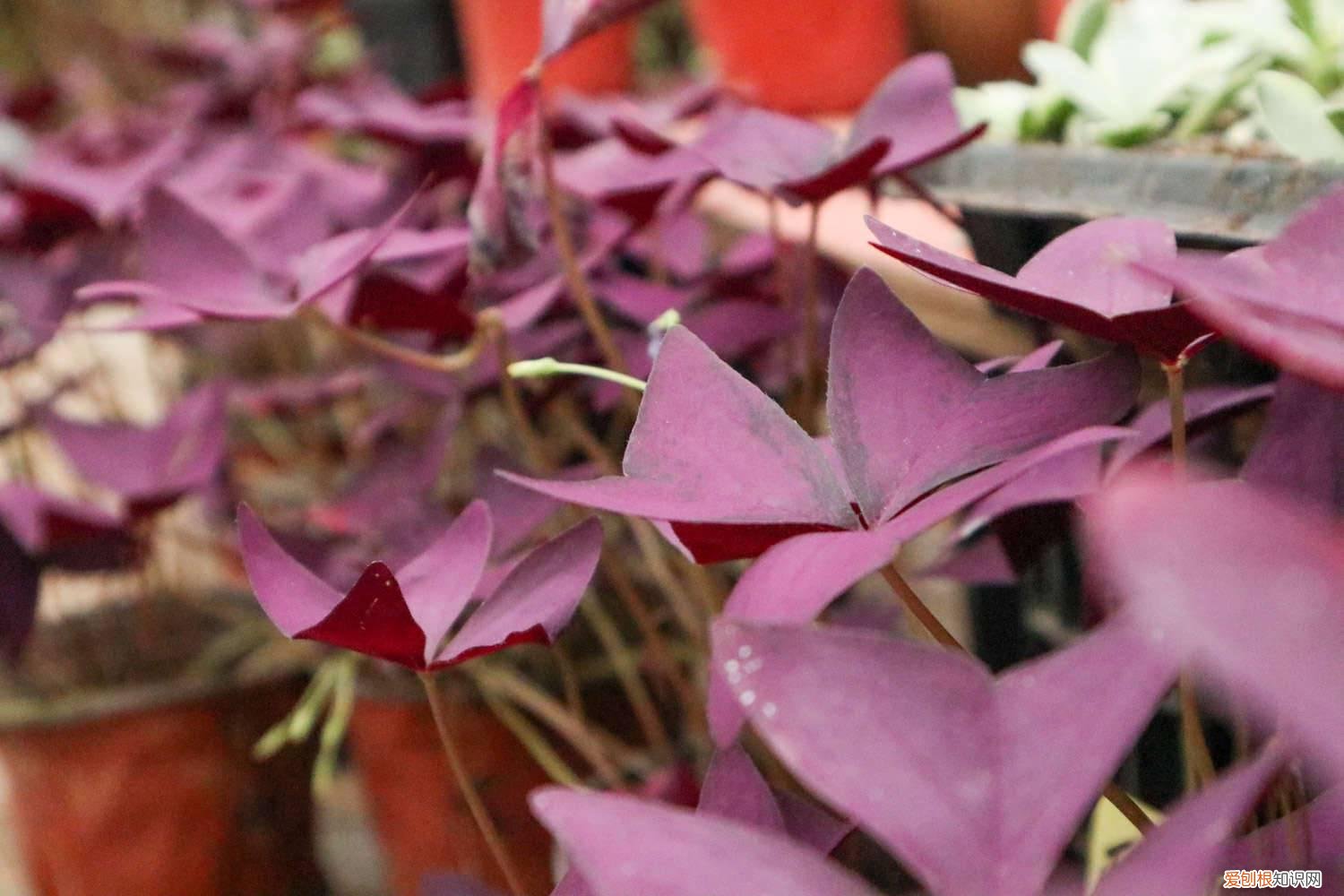 酢浆草叶片发黄怎么回事 紫叶酢浆草黄叶的原因和处理办法