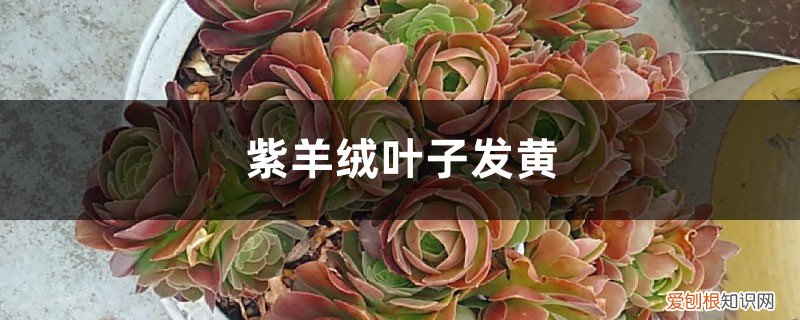 紫罗兰皮草发黄怎么办 紫羊绒黄叶的原因和处理办法