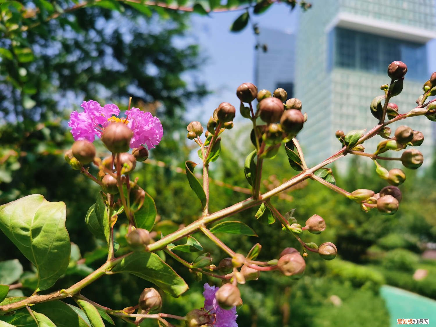 紫薇叶子变红发黄 紫薇黄叶的原因和处理办法