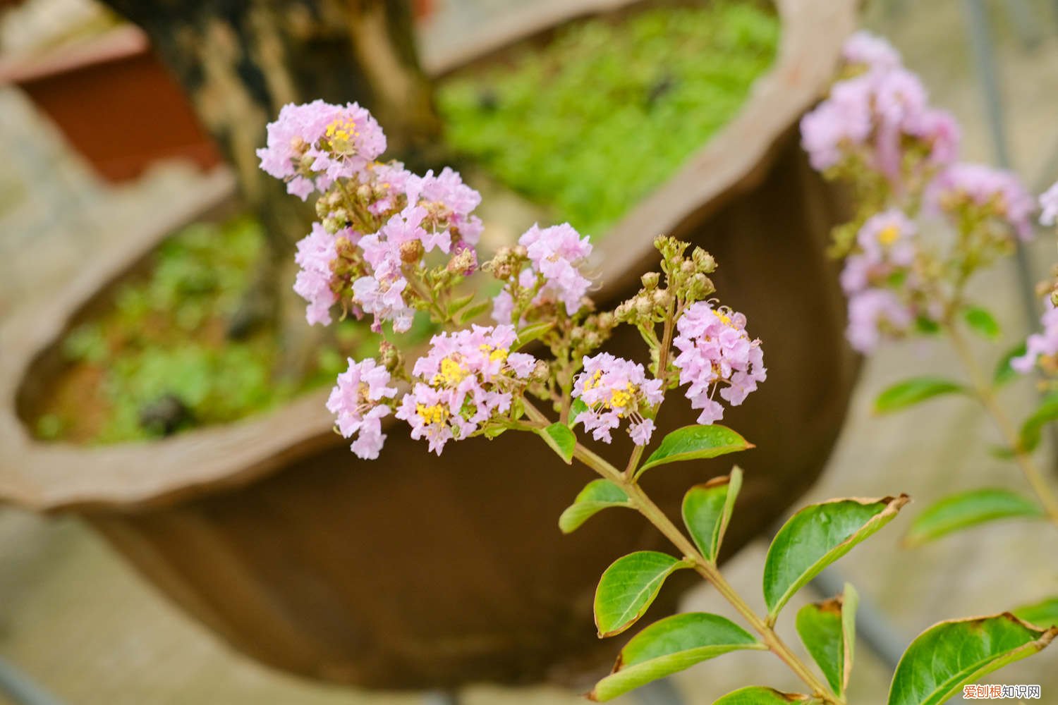 紫薇叶子变红发黄 紫薇黄叶的原因和处理办法