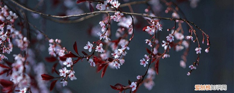 紫叶矮樱黄叶的原因和处理办法是什么 紫叶矮樱黄叶的原因和处理办法