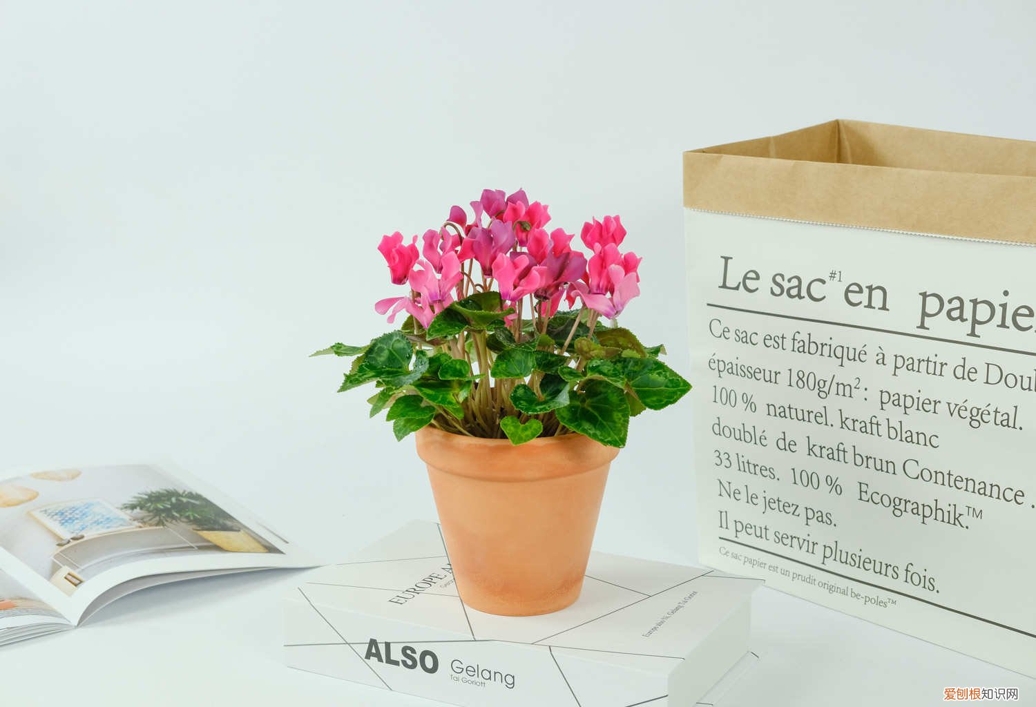 仙客来水浇多了怎么办叶子枯萎 仙客来浇水的正确方法,浇水多了怎么办