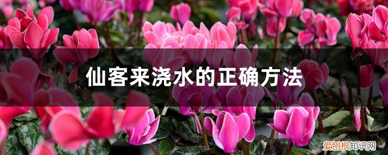 仙客来水浇多了怎么办叶子枯萎 仙客来浇水的正确方法,浇水多了怎么办