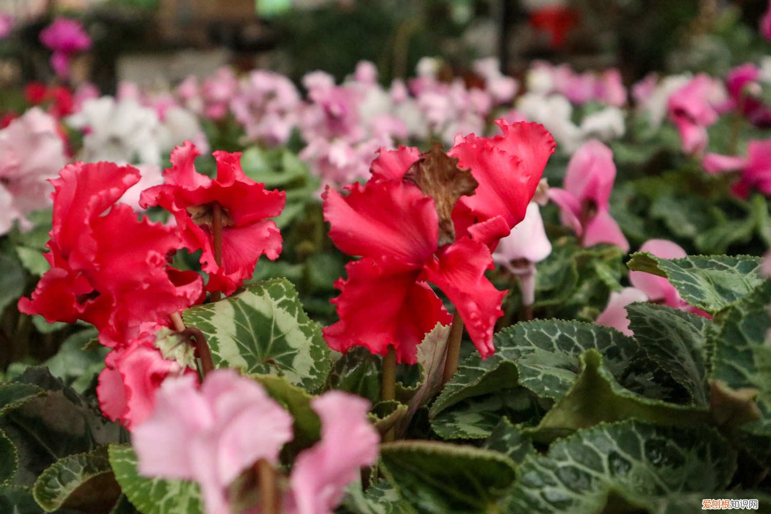 仙客来施肥过多怎么办 仙客来施肥多了怎么办，开花期可以施肥吗