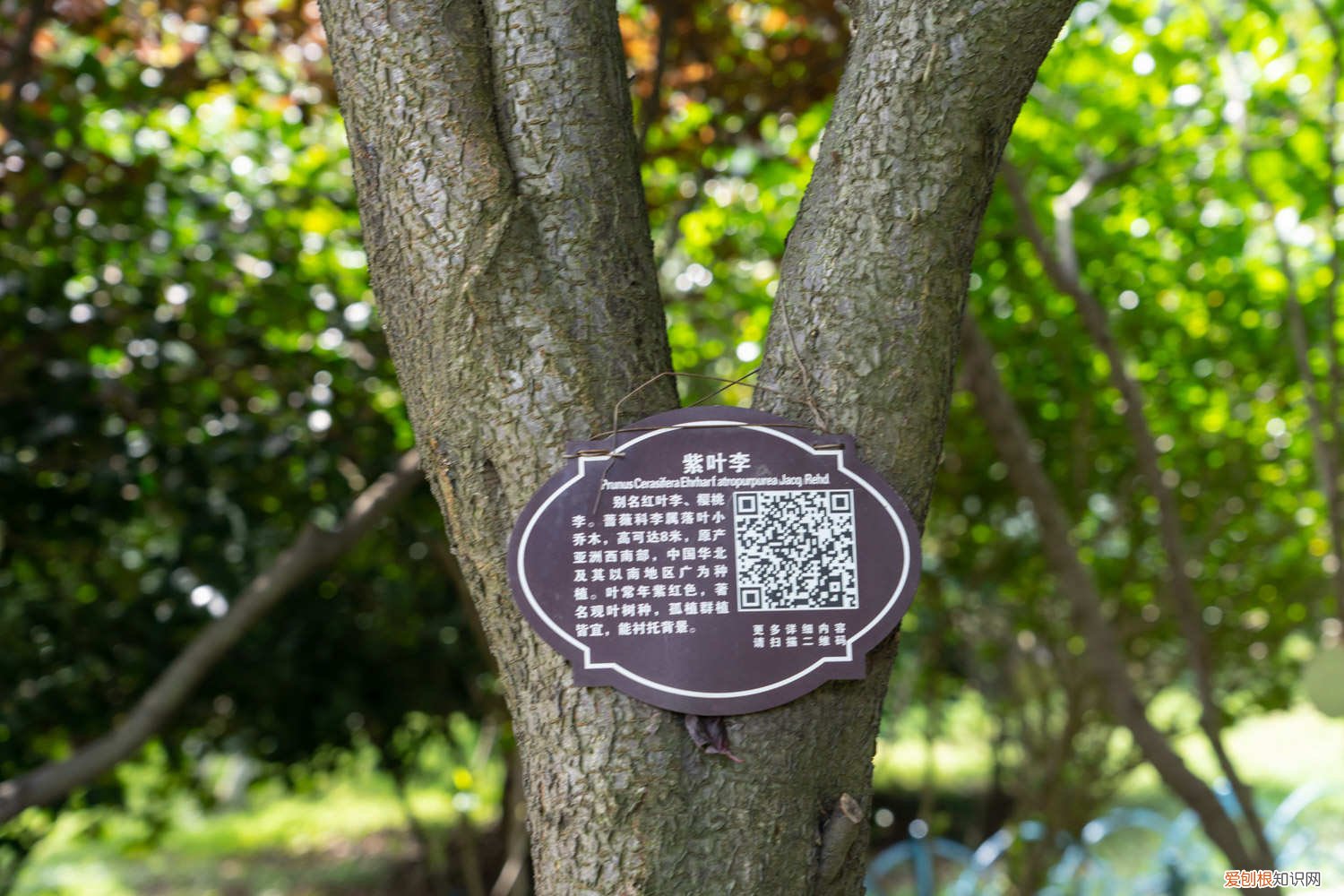 紫叶李锈病叶子 紫叶李黄叶的原因和处理办法