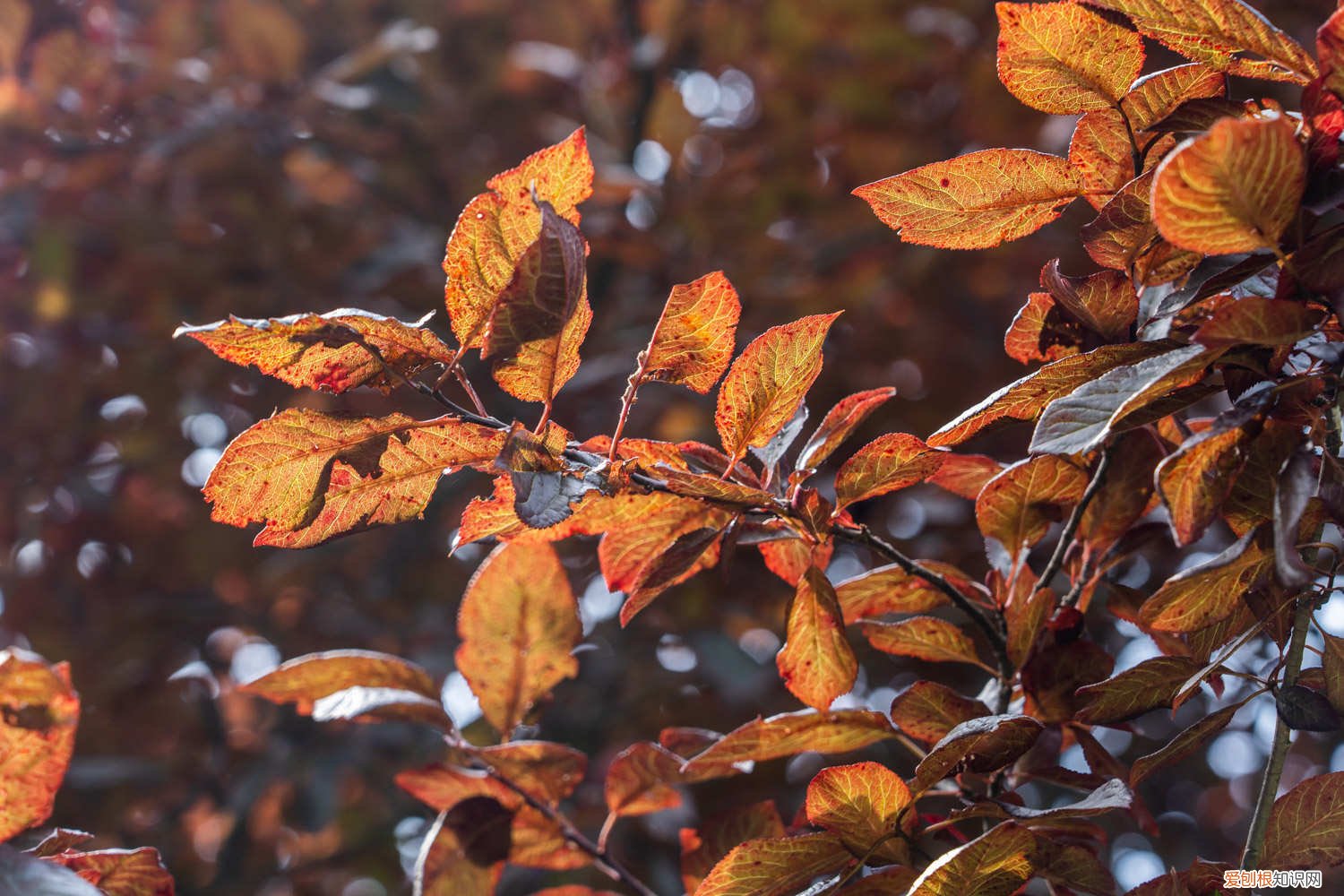 紫叶李锈病叶子 紫叶李黄叶的原因和处理办法