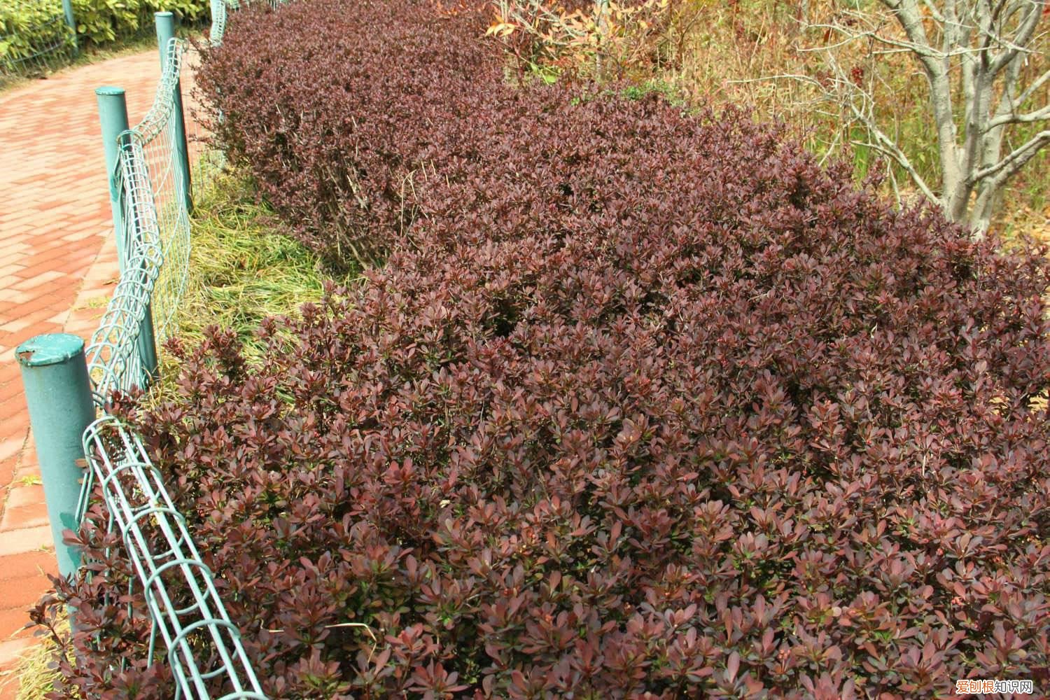 紫叶小檗叶片 紫叶小檗黄叶的原因和处理办法