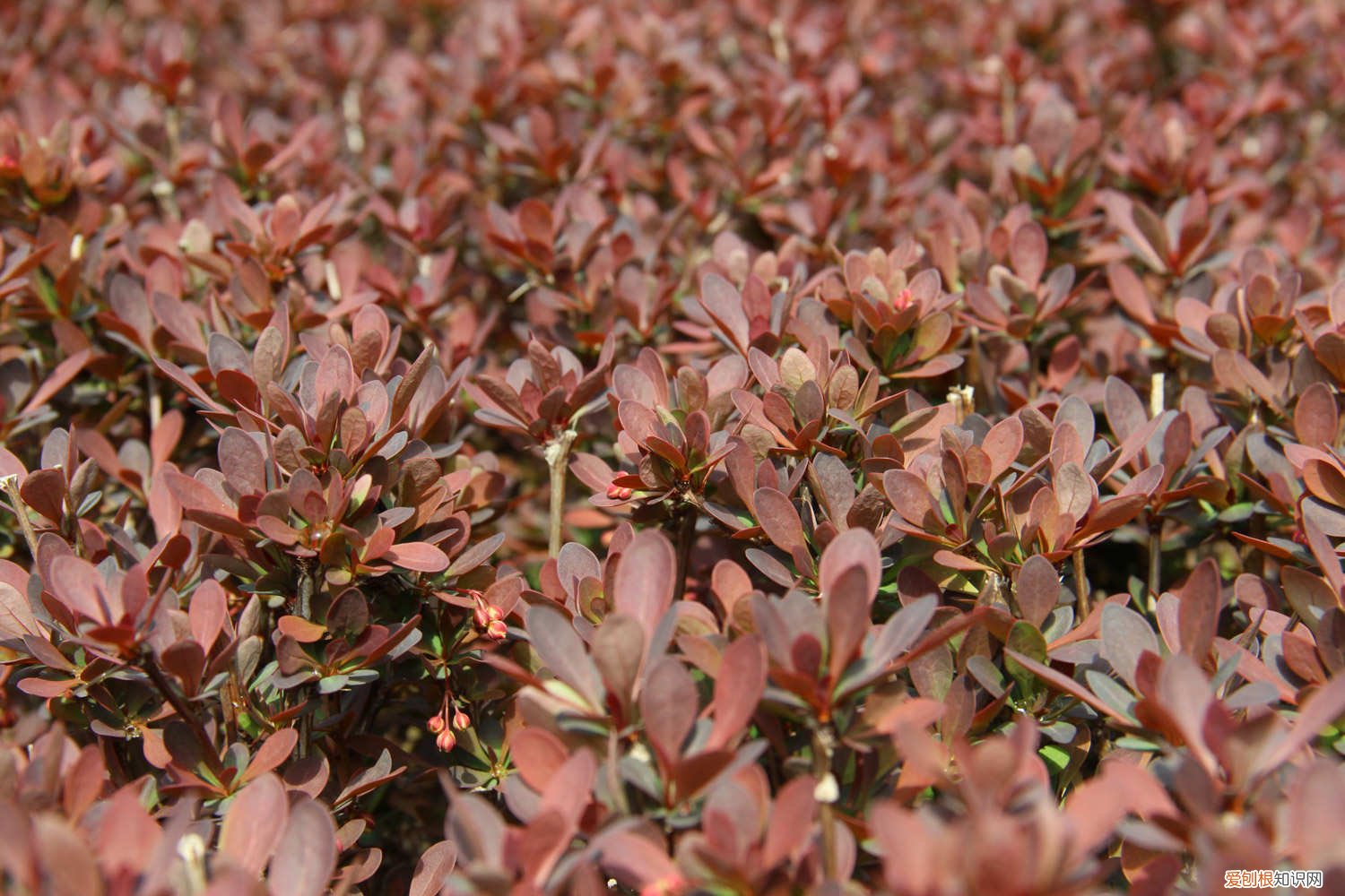 紫叶小檗叶片 紫叶小檗黄叶的原因和处理办法