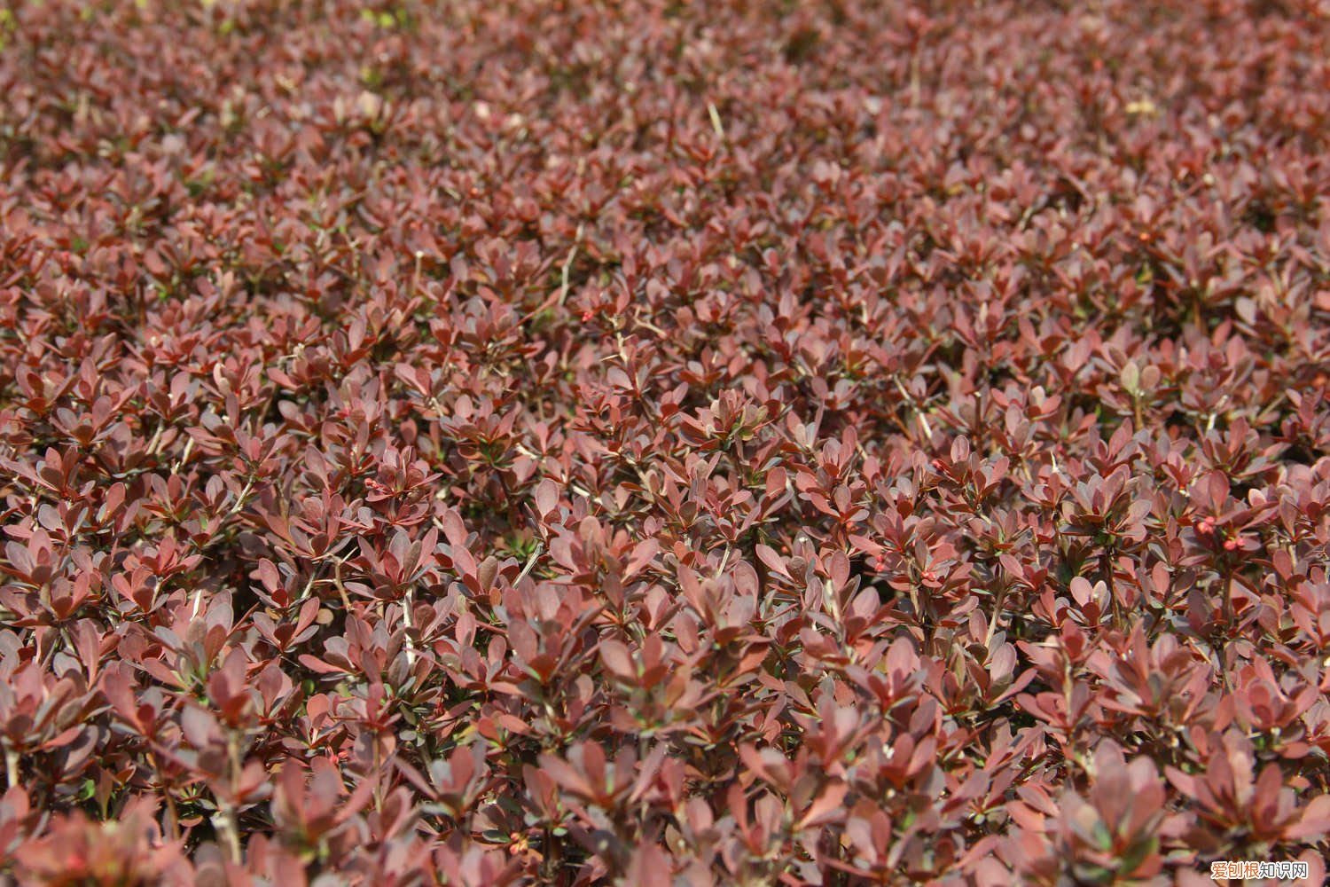 紫叶小檗叶片 紫叶小檗黄叶的原因和处理办法