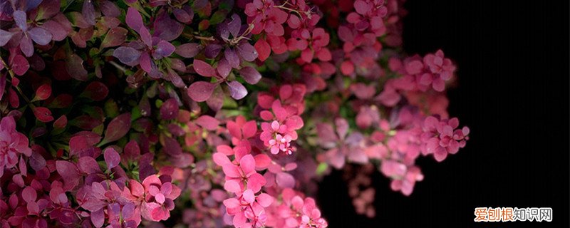 紫叶小檗叶片 紫叶小檗黄叶的原因和处理办法