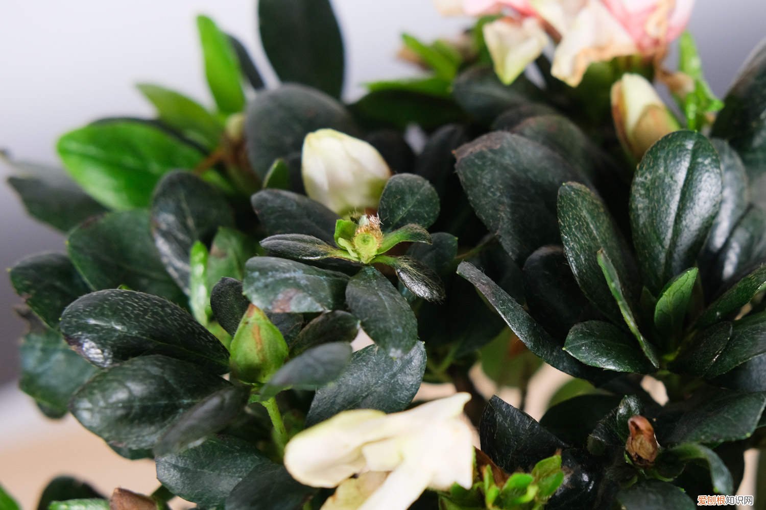 杜鹃花黄叶子什么原因 杜鹃花黄叶的原因和处理办法