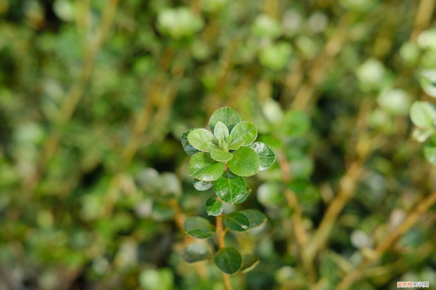 杜鹃花黄叶子什么原因 杜鹃花黄叶的原因和处理办法