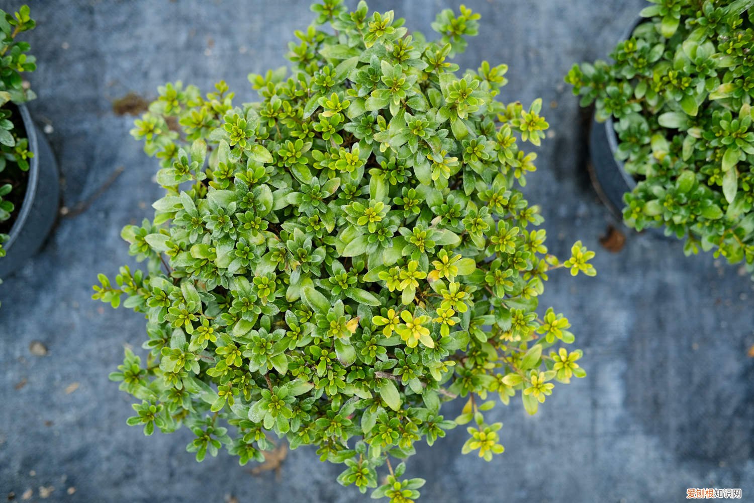 杜鹃花黄叶子什么原因 杜鹃花黄叶的原因和处理办法