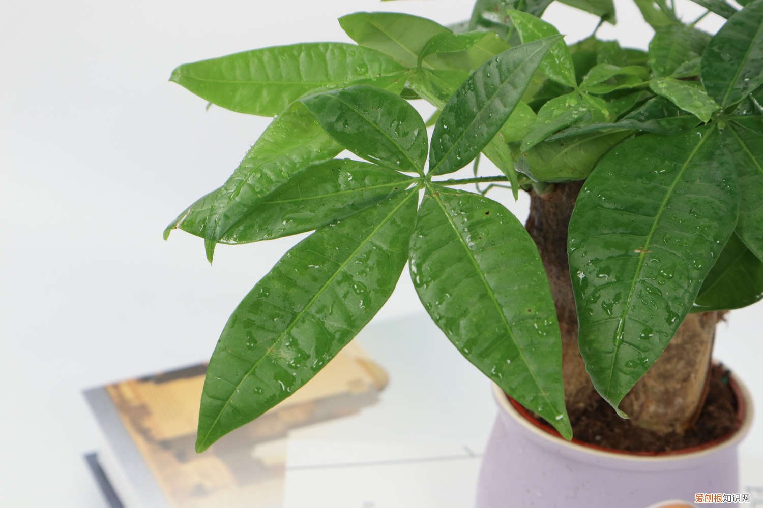 发财树个别叶子发黄怎么处理 发财树黄叶的原因和处理办法