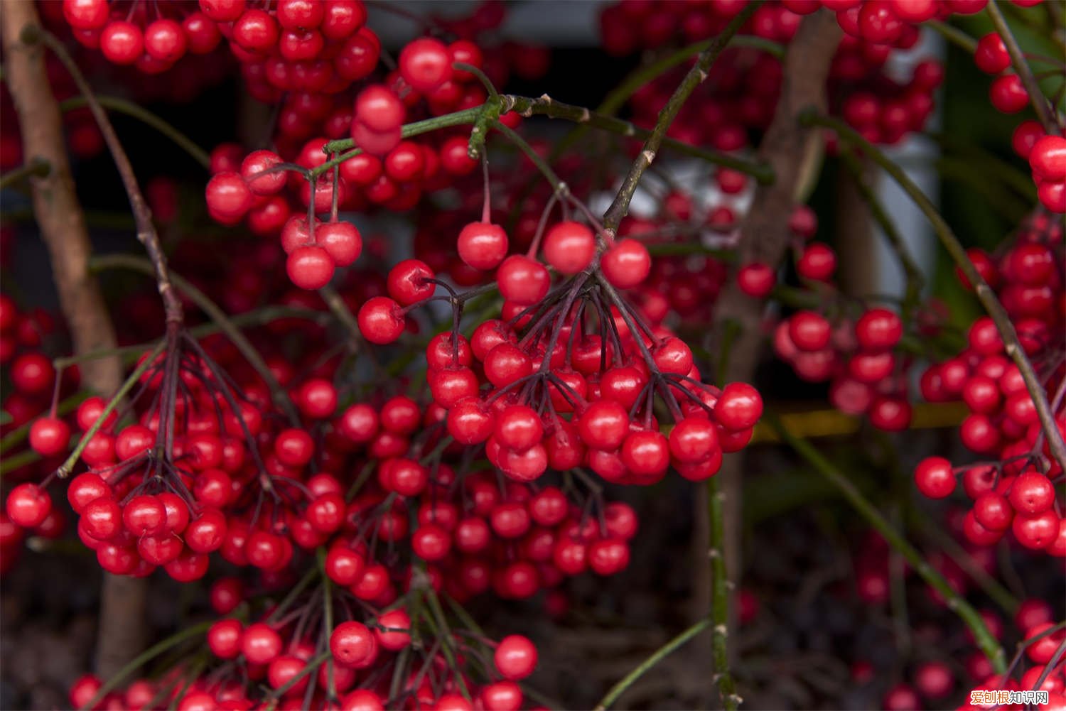 富贵花叶黄怎么办 富贵籽黄叶的原因和处理办法