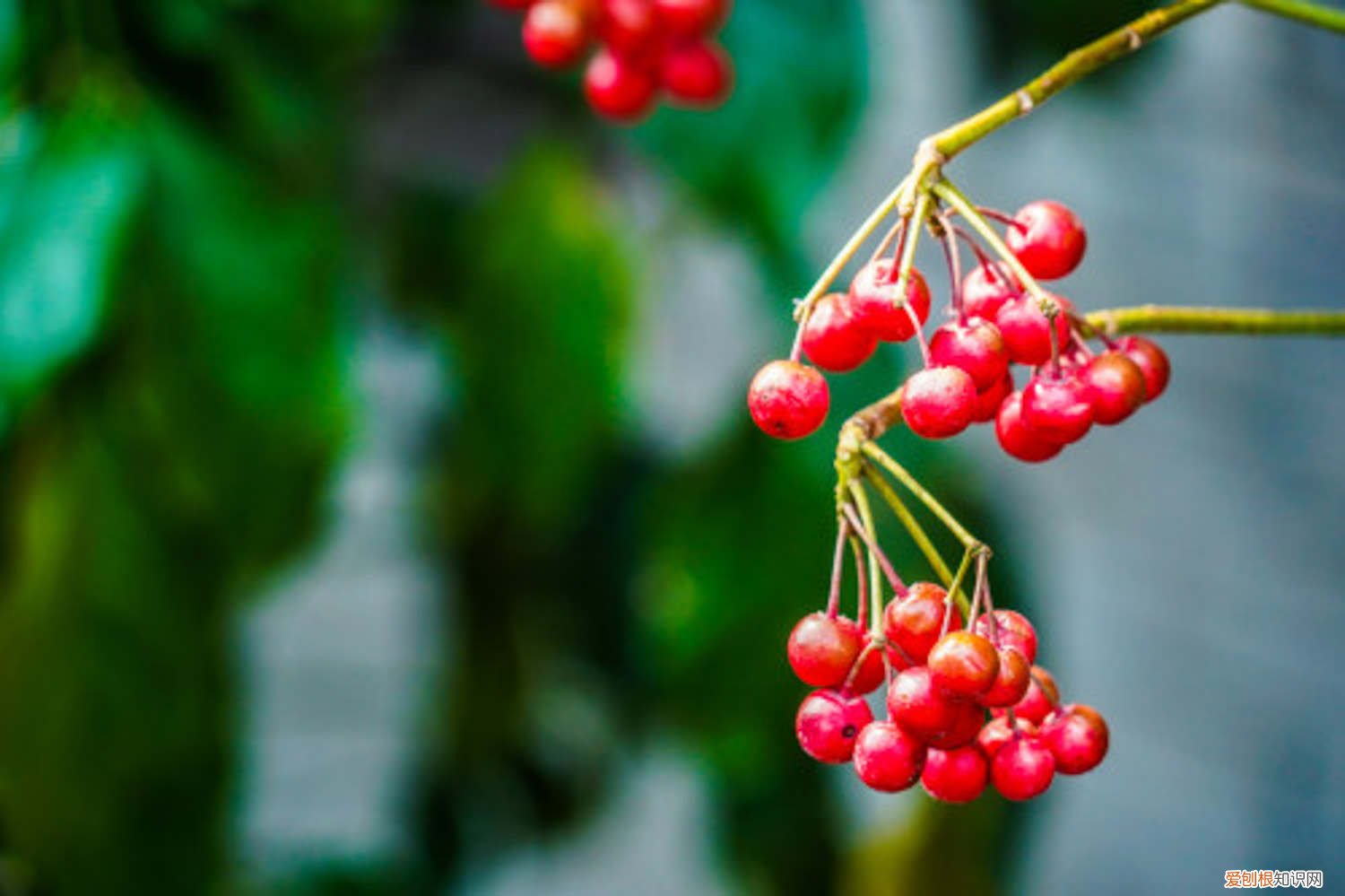 富贵花叶黄怎么办 富贵籽黄叶的原因和处理办法