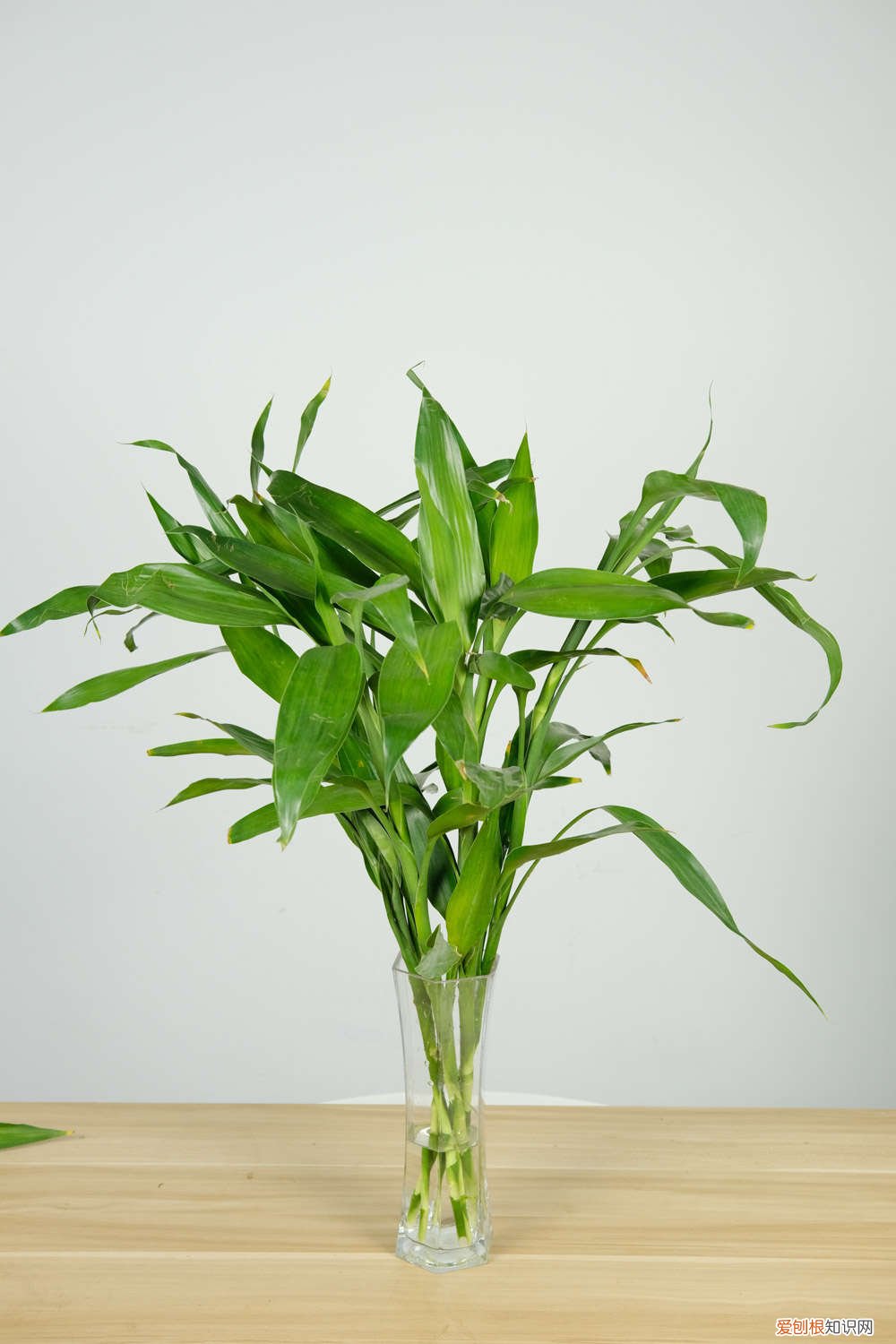 富贵竹黄叶是怎么回事有什么办法 富贵竹黄叶的原因和处理办法