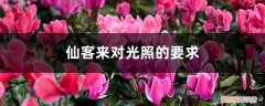 水仙光照怎么才合适 仙客来对光照的要求，喜欢水吗