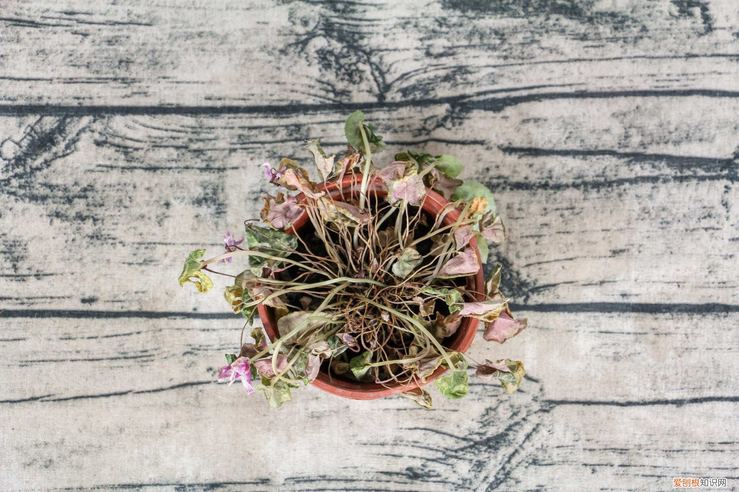 水仙光照怎么才合适 仙客来对光照的要求，喜欢水吗