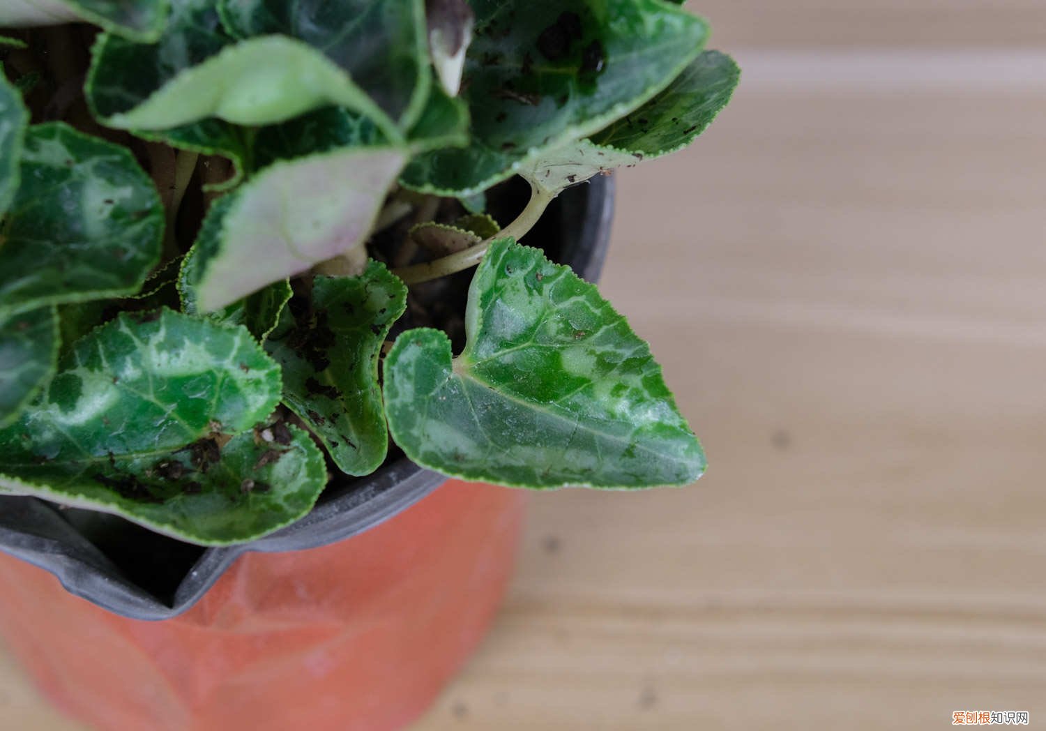 水仙光照怎么才合适 仙客来对光照的要求，喜欢水吗