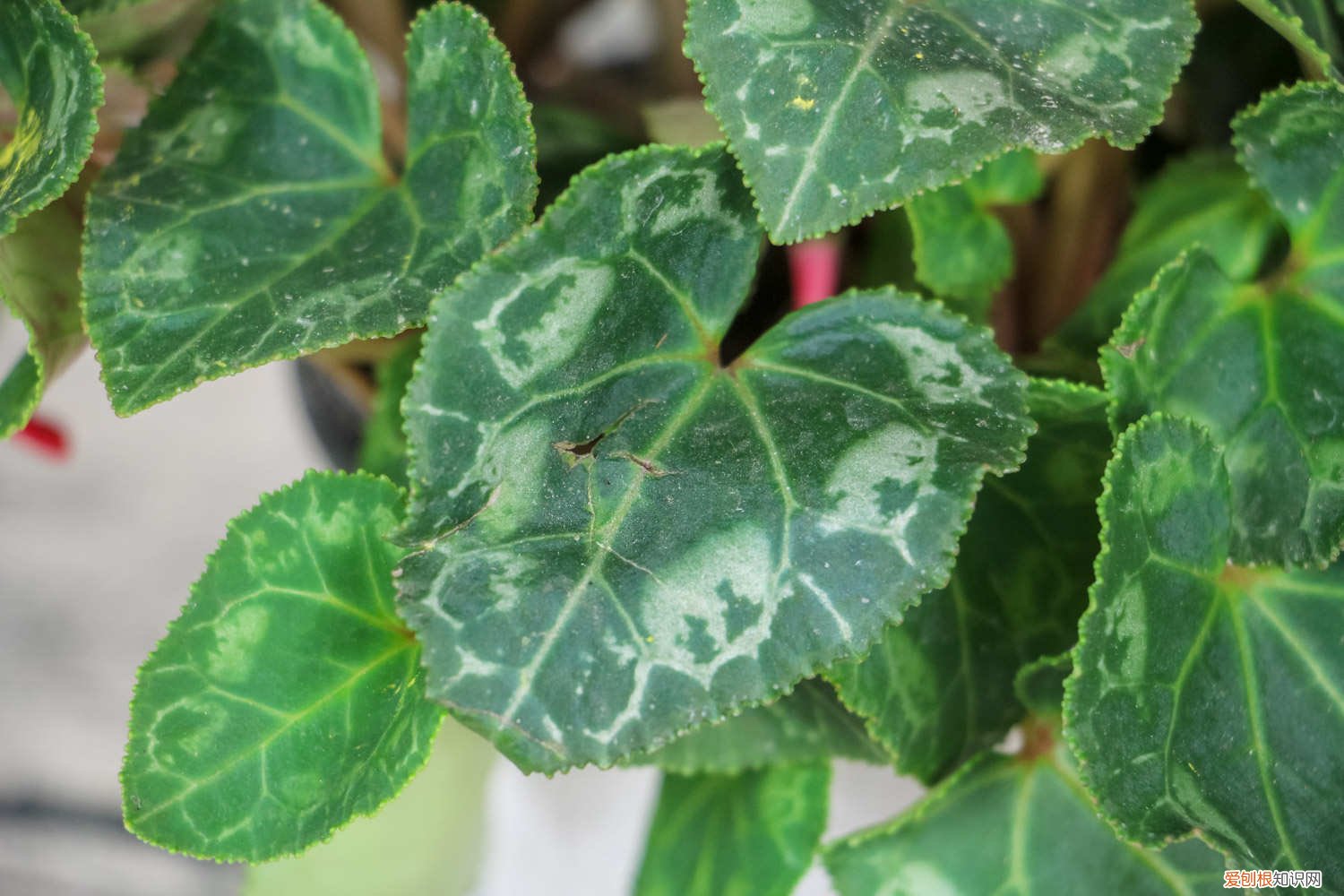 仙客来怎样换盆呢 仙客来怎么换盆，换盆注意事项