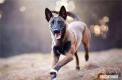 马犬怎么养 喜欢主人的表现有哪些