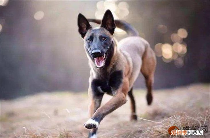 马犬怎么养 喜欢主人的表现有哪些