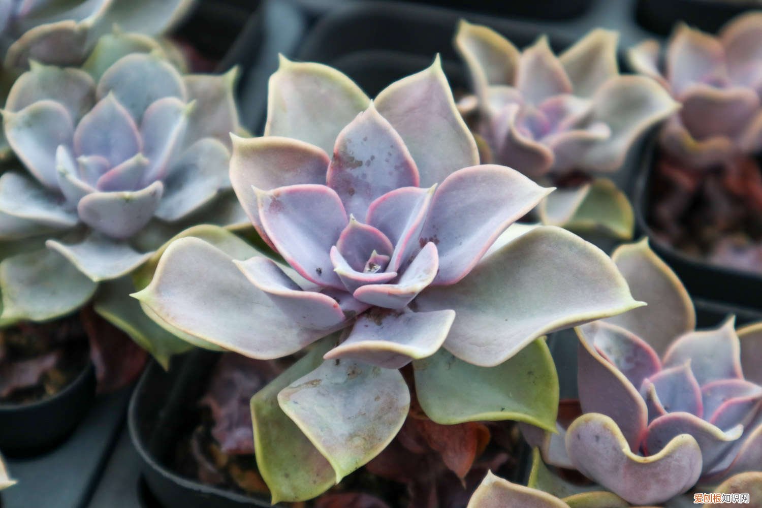 紫珍珠叶片变白 紫珍珠黄叶的原因和处理办法