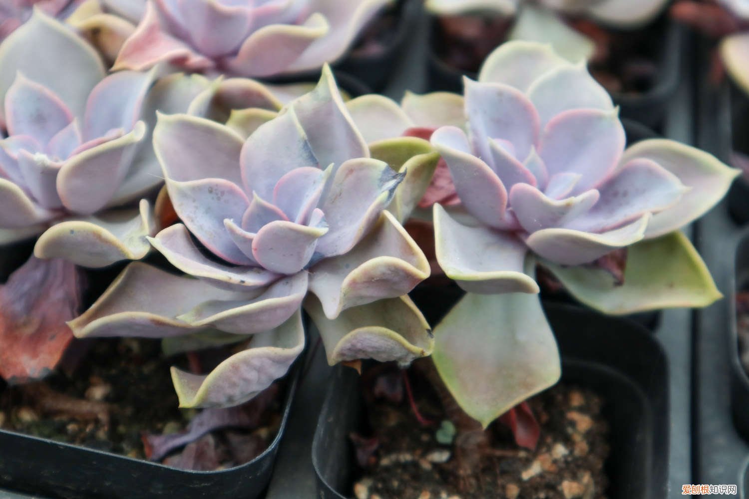 紫珍珠叶片变白 紫珍珠黄叶的原因和处理办法